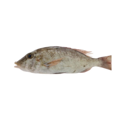 Picture of Fresh Sheri Emperor Fish