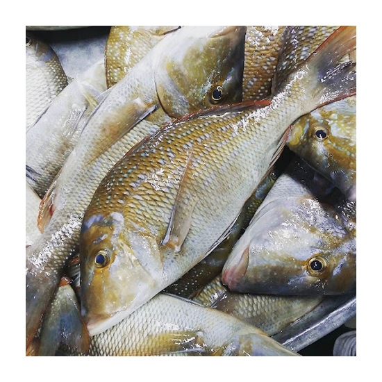 Picture of Fresh Sheri Emperor Fish