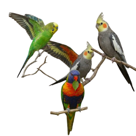 Picture for category Birds For Sale